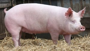 國家統（tǒng）計局：2024年6月下旬生豬價格環比下跌5.4%