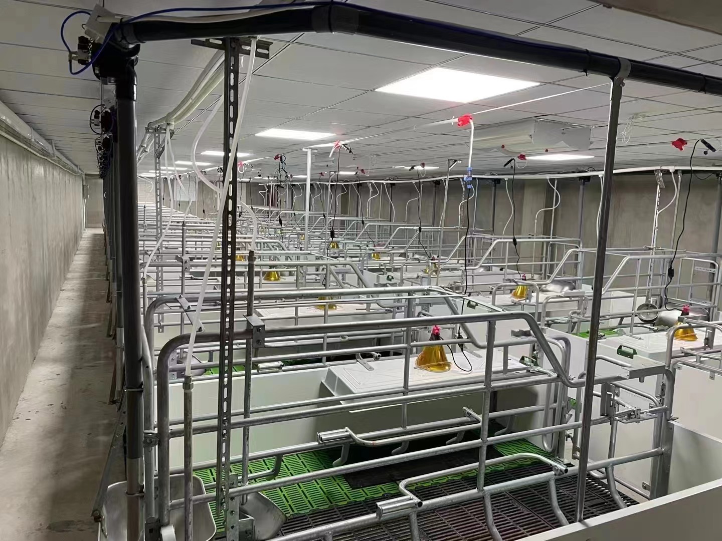 彩雲之南（nán），風光無限，不僅是（shì）旅遊康養的勝地，也是近年來（lái）養豬業風起雲（yún）湧（yǒng）的“新大陸”